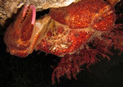 2011HCassis 0667