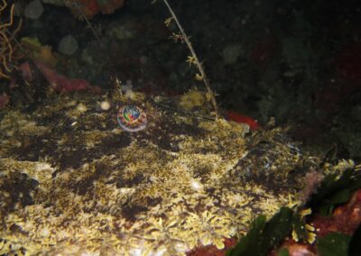 baudroieTA