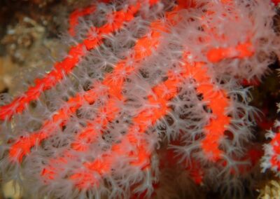 corail