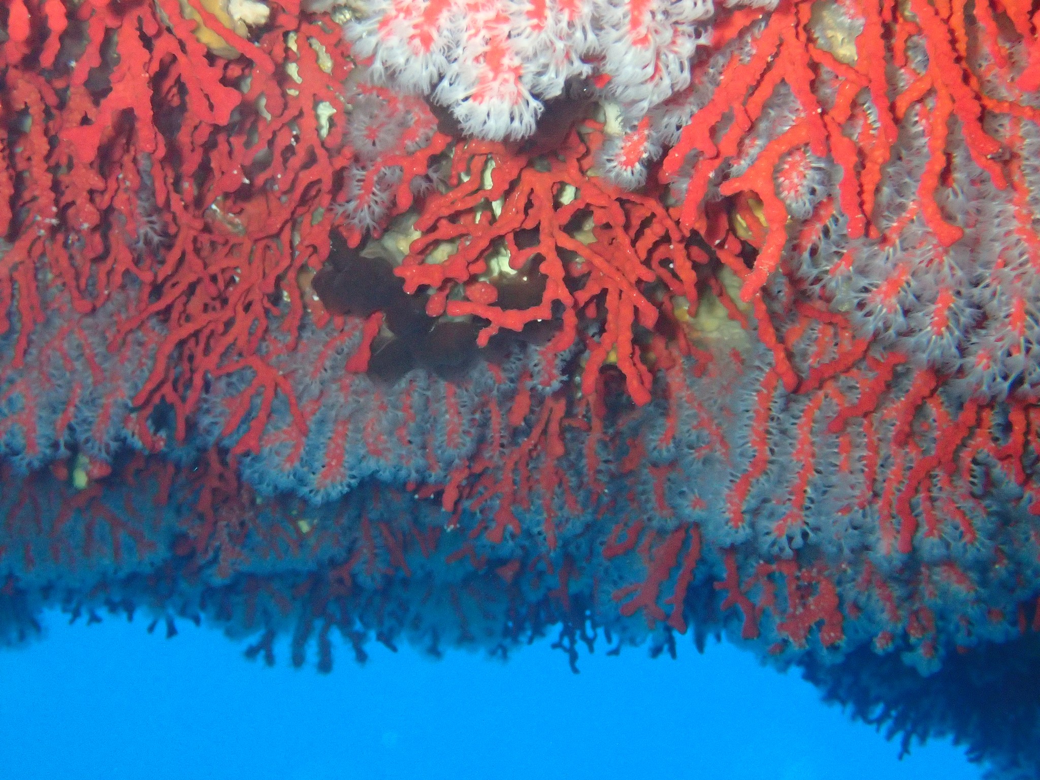 LA GROTTE A CORAIL