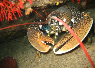 homard