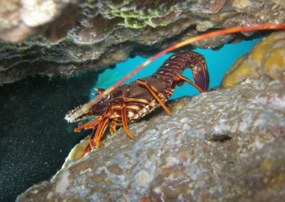 langouste eissadon