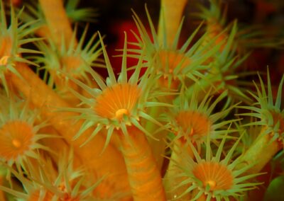 parazoanthus