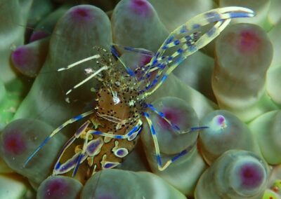 periclimenes