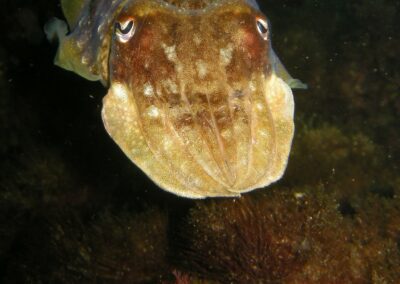 seicheTA
